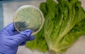 Fresh Romaine lettuce with E coli culture plate