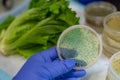 Fresh Romaine lettuce with E coli culture plate