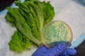 Fresh Romaine lettuce with E coli culture plate