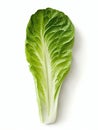 Fresh Romaine Lettuce ean Leafy Vegetable Isolated on White