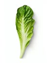 Fresh Romaine Lettuce ean Leafy Vegetable Isolated on White
