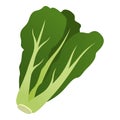 Fresh romaine lettuce head isolated