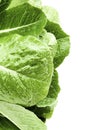 Fresh Romaine Lettuce Leafs