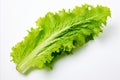 Fresh romaine lettuce on white backdrop for captivating visuals in ads and packaging designs