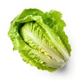 Fresh romaine lettuce on white background