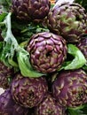 Fresh Romaneschi artichokes