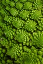 Fresh romanesco broccoli (Brassica oleracea) in close-up Royalty Free Stock Photo