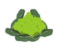 Fresh Romanesco Broccoli Cabbage