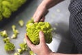 fresh Romanesco broccoli, with vibrant green patterns Royalty Free Stock Photo