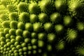 Fresh romanesco cabbage vegetable macro, selective focus