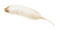 Fresh root of Daikon long white radish isolated Royalty Free Stock Photo