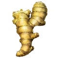 Fresh root of ginger on a white background