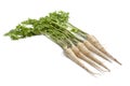 Fresh Root Parsley Royalty Free Stock Photo