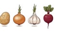 Fresh Root Vegetables and Bulbs Illustration Set Royalty Free Stock Photo