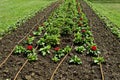 Fresh rooted red Dahlia flower, blooms in the new spring garden, Sofia