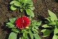 Fresh rooted red Dahlia flower, blooms in the new spring garden, Sofia