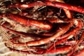 Fresh roots of a red sage in garden soil, Salvia miltiorrhiza