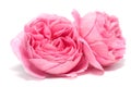 Fresh rose Royalty Free Stock Photo