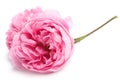 Fresh rose Royalty Free Stock Photo