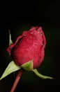 Fresh rose bud with dew drops