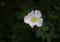 Fresh rose flower with dark background Royalty Free Stock Photo