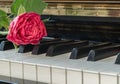 Fresh rose flower lying on the piano keys romantic music background Royalty Free Stock Photo
