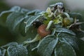 fresh rose hips are covered with frost after the first frost Royalty Free Stock Photo