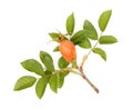 Fresh rose hips with leaves (Rosa canina), isolated on white background, close-up Royalty Free Stock Photo