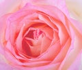 Fresh rose isolated on a background