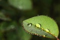 Fresh rose leaves after rain with big and small clear water drops closeup. Beauty of nature in summertime. Royalty Free Stock Photo