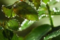 Fresh rose leaves after rain with big and small clear water drops closeup. Beauty of nature in summertime. Royalty Free Stock Photo