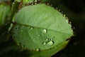 Fresh rose leaves after rain with big and small clear water drops closeup. Beauty of nature in summertime. Royalty Free Stock Photo