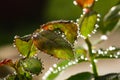 Fresh rose leaves after rain with big and small clear water drops closeup. Beauty of nature in summertime. Royalty Free Stock Photo