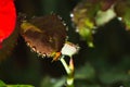 Fresh rose leaves after rain with big and small clear water drops closeup. Beauty of nature in summertime. Royalty Free Stock Photo