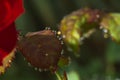 Fresh rose leaves after rain with big and small clear water drops closeup. Beauty of nature in summertime. Royalty Free Stock Photo