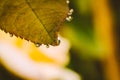 Fresh rose leaves after rain with big and small clear water drops closeup. Royalty Free Stock Photo