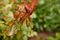 Fresh rose leaves after rain with big and small clear water drops closeup. Beauty of nature in summertime Royalty Free Stock Photo