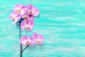 Fresh rose orchid flowers the turquoise vintage wooden background