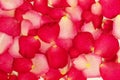 Fresh rose petals with water drop isolate on white background Royalty Free Stock Photo