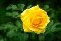 Fresh rose plant with yellow flower in green garden Royalty Free Stock Photo