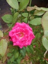 A fresh rose shot from high angle