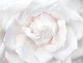 Fresh rose sweet light white petal flower patterns blooming for valentine day or wedding natural background Royalty Free Stock Photo