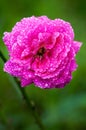 Fresh rose with waterdrops