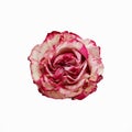 Fresh rose of white and pink color, isolated on a white background Royalty Free Stock Photo