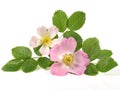 Fresh Rosehip Blossom - Healthy Nutrition