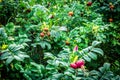 Fresh rosehip ready to harvest