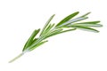 Fresh rosemary