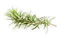 Fresh Rosemary