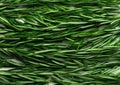 Fresh rosemary background, closeup view. Horizontal image Royalty Free Stock Photo