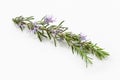 Fresh rosemary branch with blooming flowers isolated Royalty Free Stock Photo